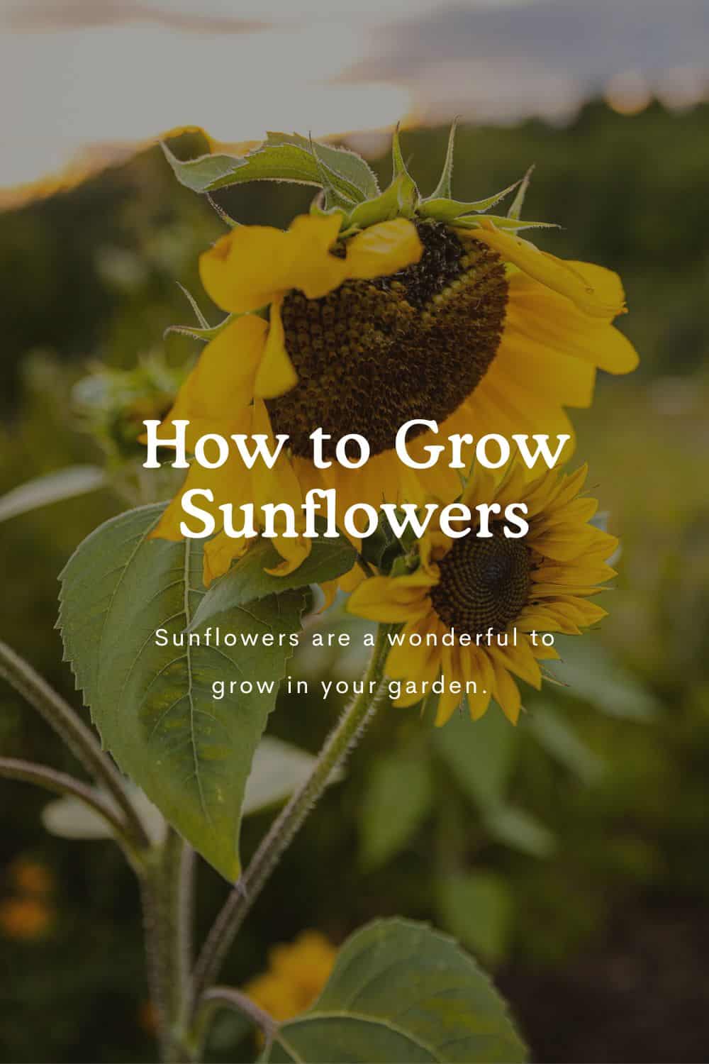 How to Grow Great Sunflowers In Your Garden