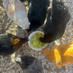 Currently (February 2026)